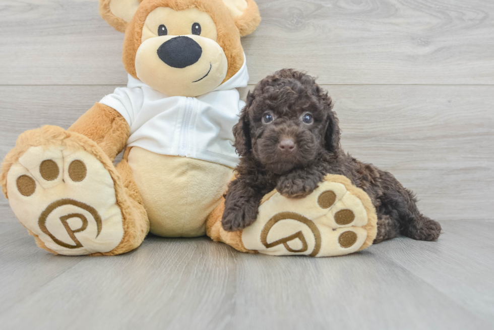 Playful Labrador Poodle Mix Puppy