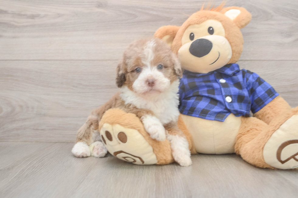 5 week old Mini Labradoodle Puppy For Sale - Premier Pups