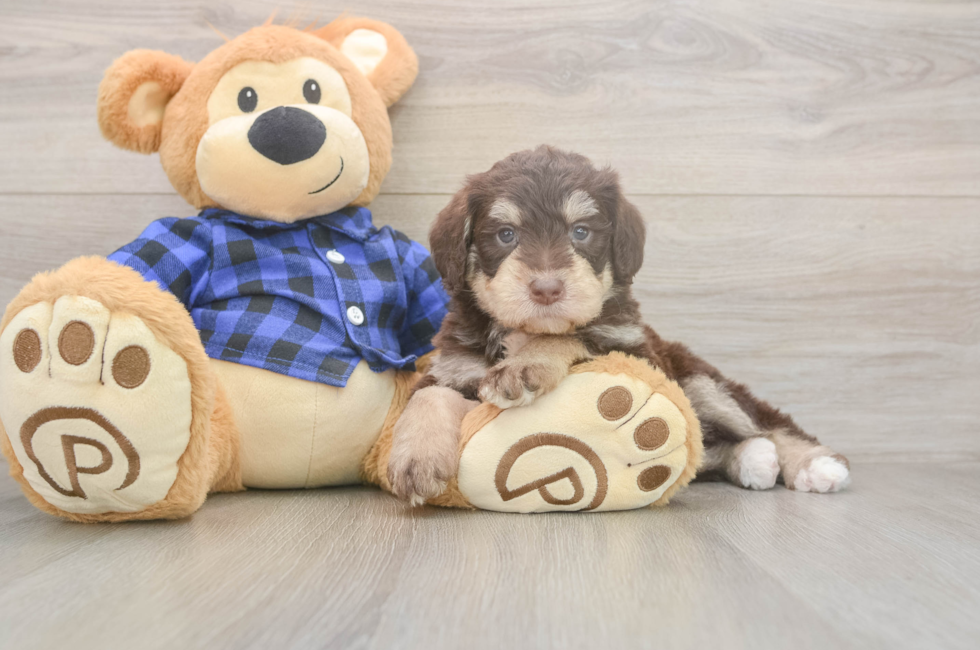 5 week old Mini Labradoodle Puppy For Sale - Premier Pups