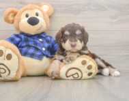 6 week old Mini Labradoodle Puppy For Sale - Premier Pups 6 week old Mini Labradoodle Puppy For Sale - Premier Pups