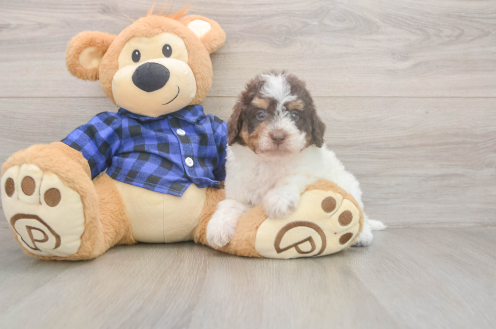 5 week old Mini Labradoodle Puppy For Sale - Premier Pups