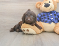 5 week old Mini Labradoodle Puppy For Sale - Premier Pups