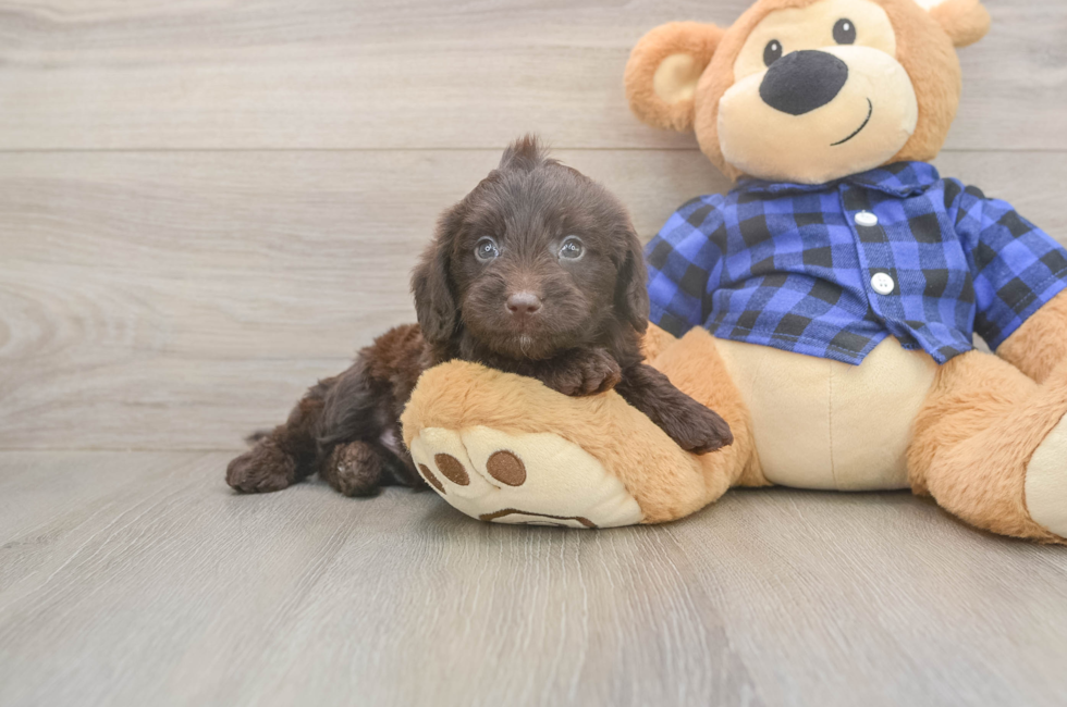 5 week old Mini Labradoodle Puppy For Sale - Premier Pups