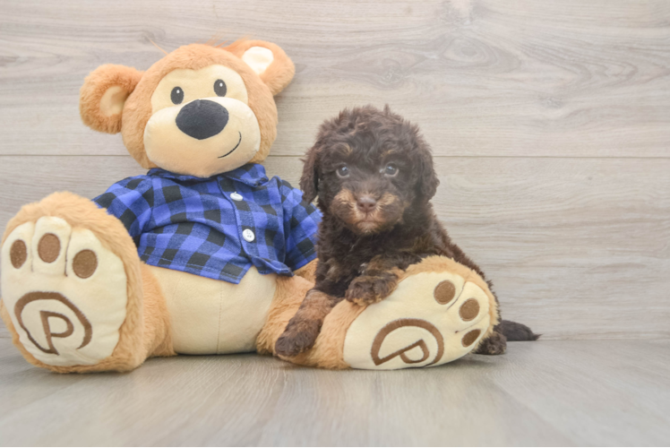 Small Mini Labradoodle Baby