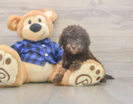 5 week old Mini Labradoodle Puppy For Sale - Premier Pups