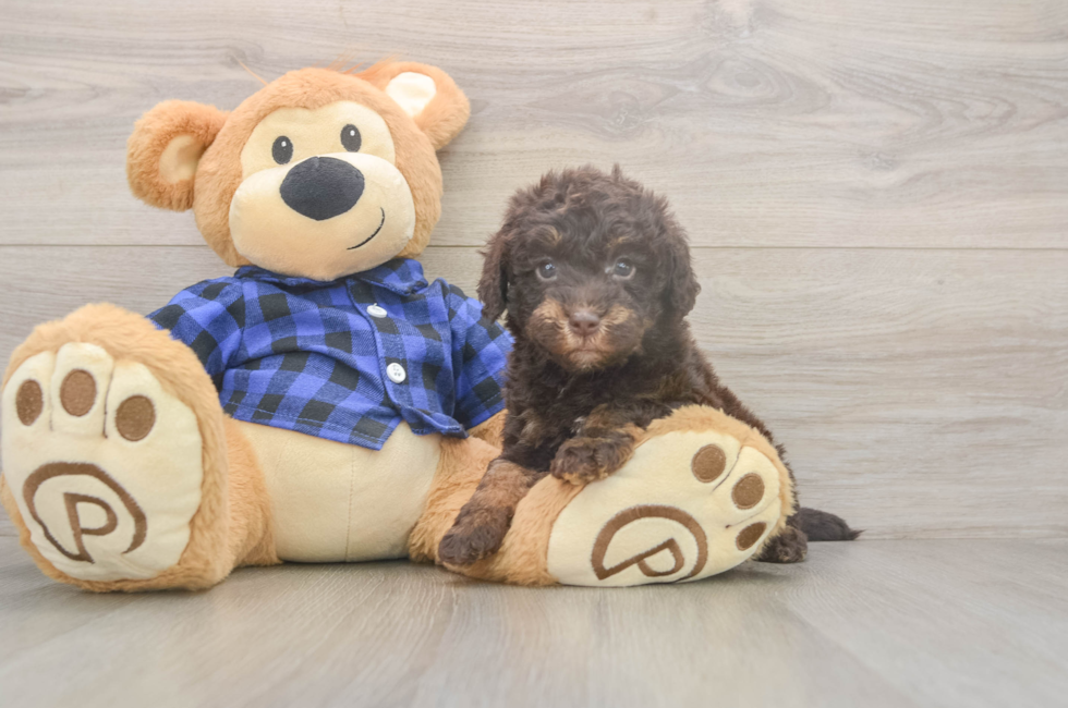5 week old Mini Labradoodle Puppy For Sale - Premier Pups
