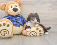 5 week old Mini Labradoodle Puppy For Sale - Premier Pups
