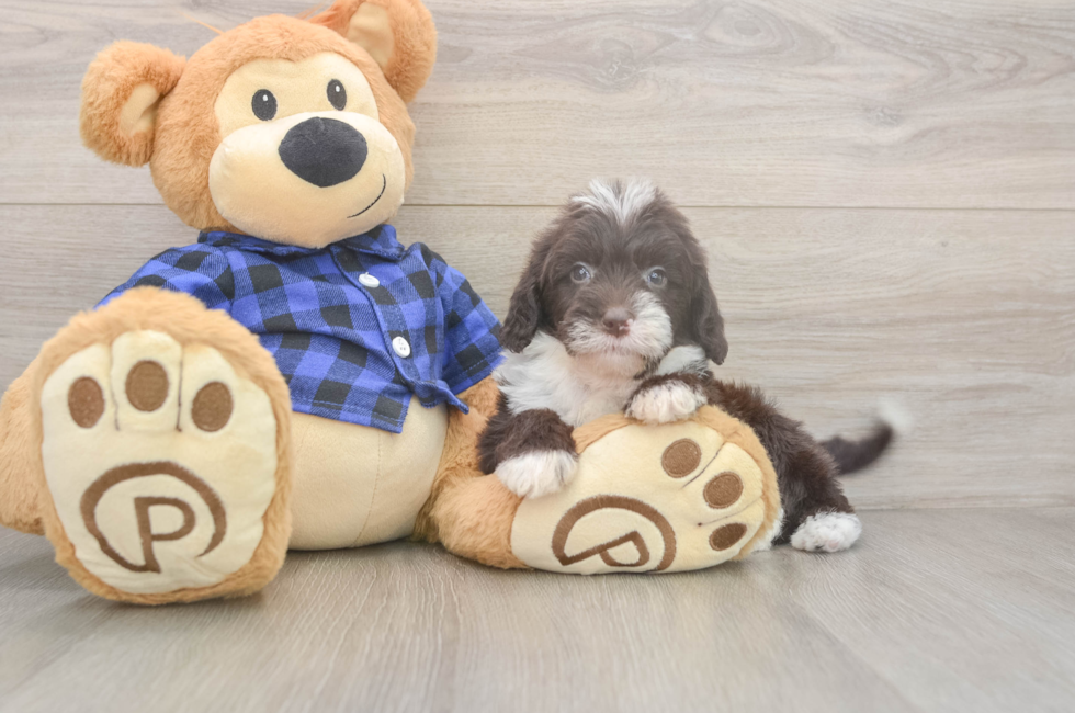 5 week old Mini Labradoodle Puppy For Sale - Premier Pups