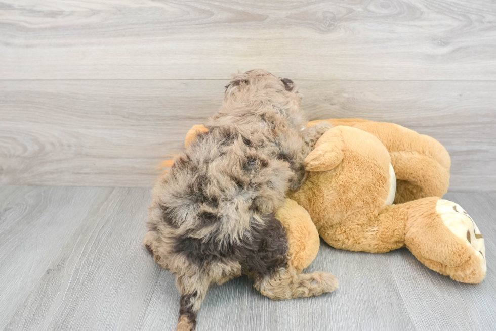 Best Mini Labradoodle Baby