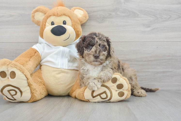 Sweet Mini Labradoodle Baby