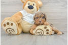 Mini Labradoodle Puppy for Adoption