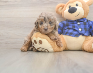 5 week old Mini Labradoodle Puppy For Sale - Premier Pups