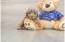 Funny Mini Labradoodle Poodle Mix Pup