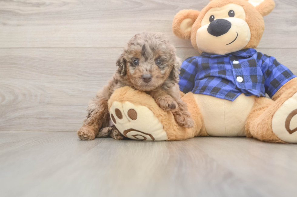 5 week old Mini Labradoodle Puppy For Sale - Premier Pups