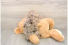 Fluffy Mini Labradoodle Poodle Mix Pup