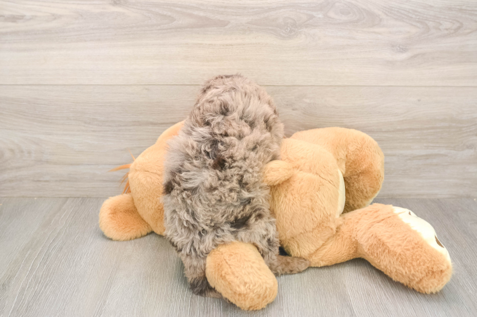 Fluffy Mini Labradoodle Poodle Mix Pup