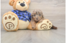 Mini Labradoodle Pup Being Cute