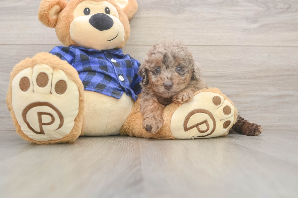 Mini Labradoodle Pup Being Cute