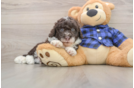 Best Mini Labradoodle Baby