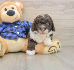 7 week old Mini Labradoodle Puppy For Sale - Premier Pups