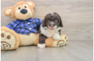 Mini Labradoodle Pup Being Cute