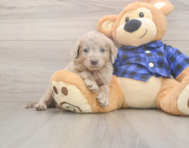 6 week old Mini Labradoodle Puppy For Sale - Premier Pups
