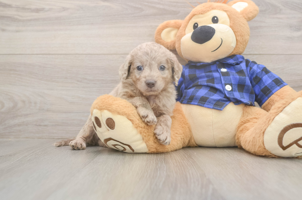 6 week old Mini Labradoodle Puppy For Sale - Premier Pups