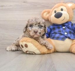 7 week old Mini Labradoodle Puppy For Sale - Premier Pups