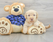 7 week old Mini Labradoodle Puppy For Sale - Premier Pups