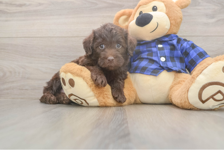 Mini Labradoodle Puppy for Adoption