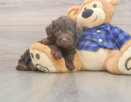 5 week old Mini Labradoodle Puppy For Sale - Premier Pups