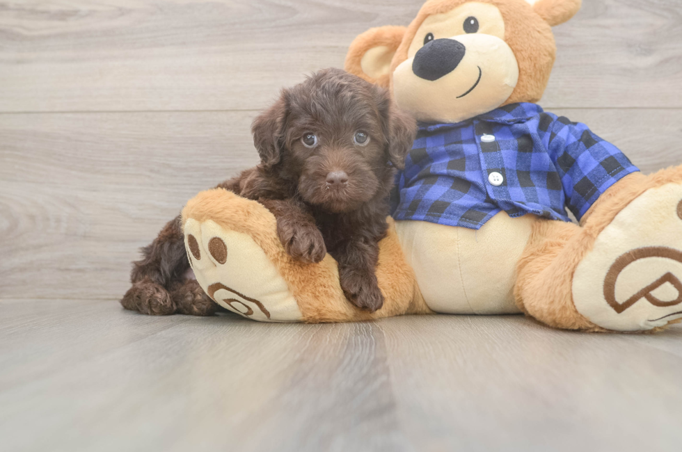 5 week old Mini Labradoodle Puppy For Sale - Premier Pups