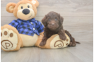 Funny Mini Labradoodle Poodle Mix Pup