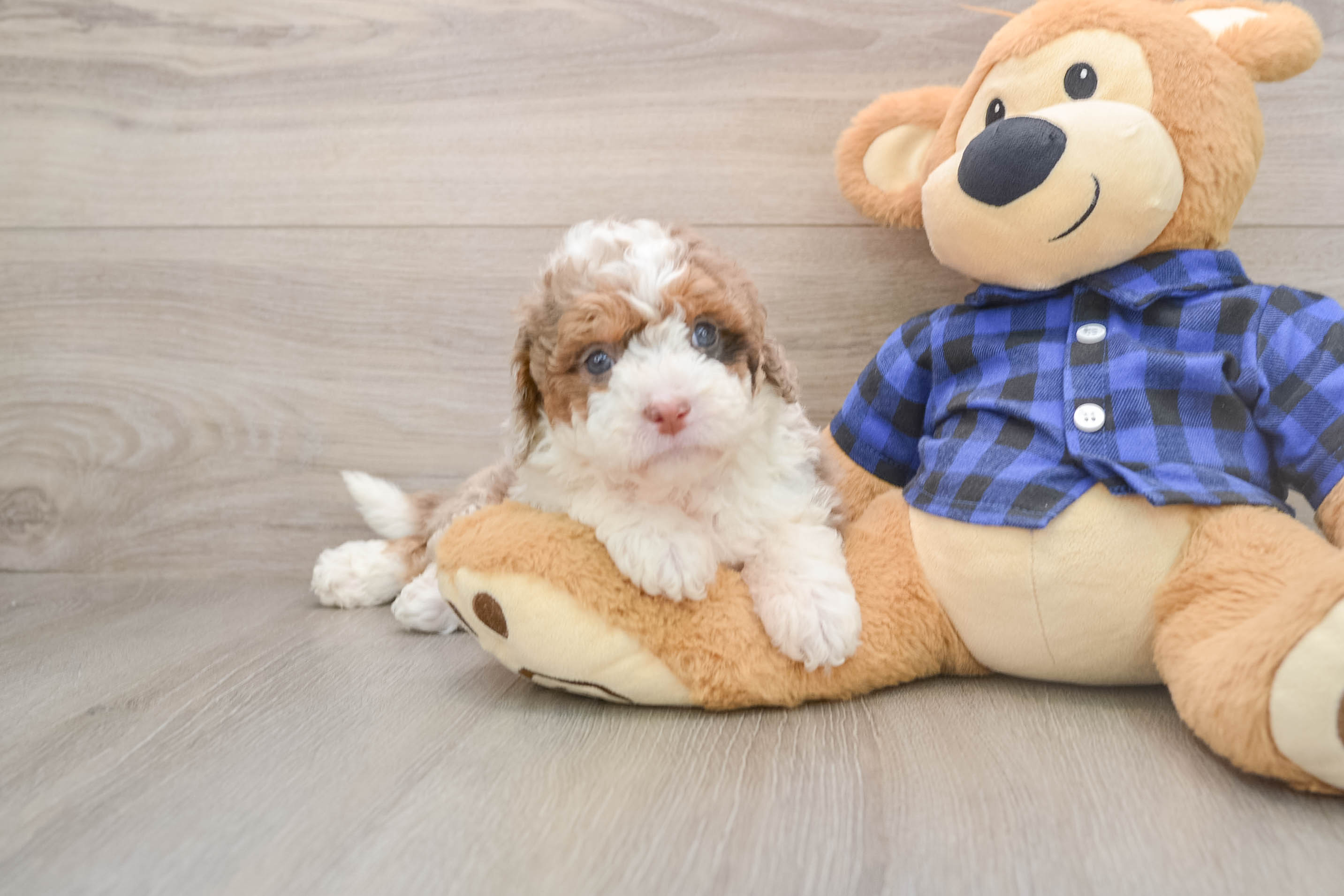 Happy Mini Labradoodle Baby