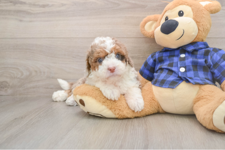 Happy Mini Labradoodle Baby