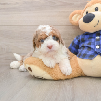 Happy Mini Labradoodle Baby