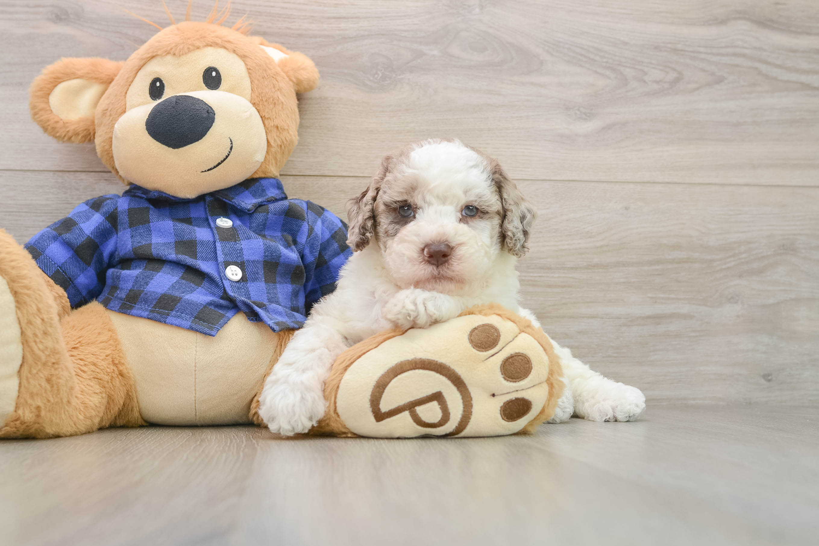 Petite Mini Labradoodle Poodle Mix Pup
