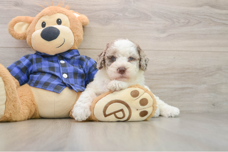 Petite Mini Labradoodle Poodle Mix Pup