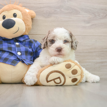 Petite Mini Labradoodle Poodle Mix Pup