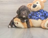 5 week old Mini Labradoodle Puppy For Sale - Premier Pups
