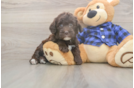 Cute Mini Labradoodle Baby