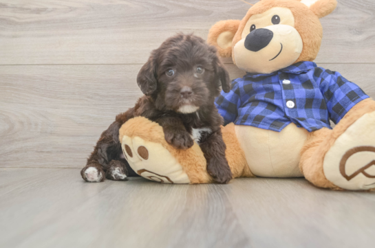 Cute Mini Labradoodle Baby