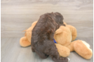 Petite Mini Labradoodle Poodle Mix Pup