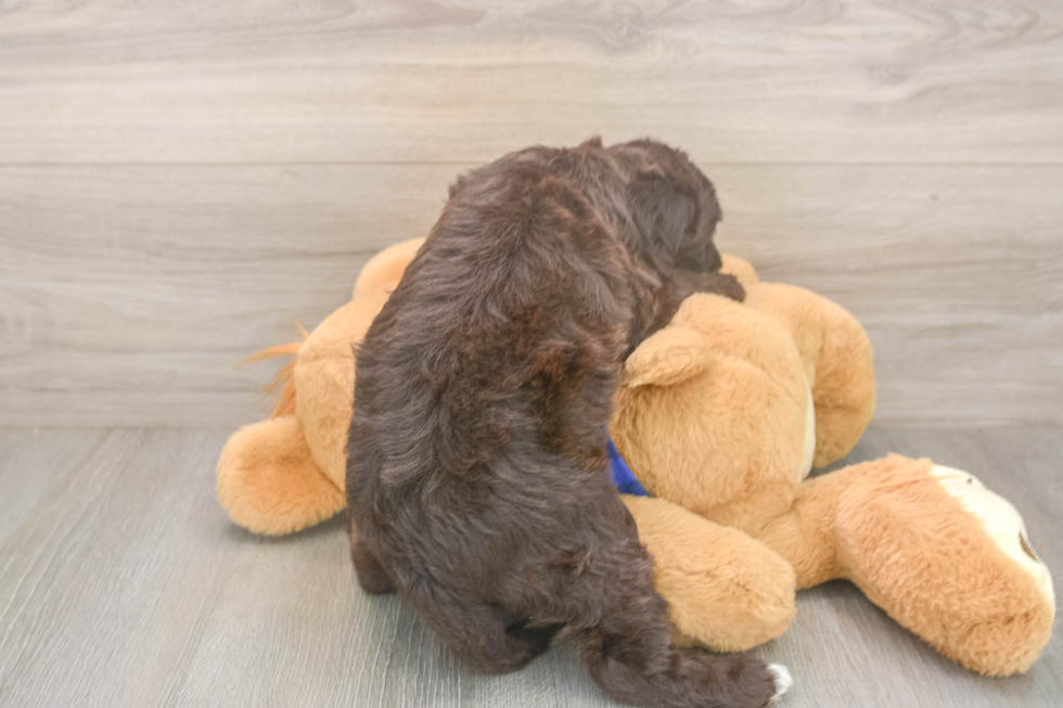 Petite Mini Labradoodle Poodle Mix Pup
