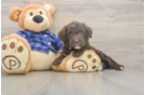 Mini Labradoodle Pup Being Cute