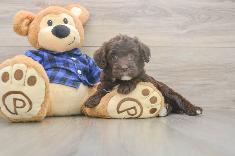 Mini Labradoodle Pup Being Cute