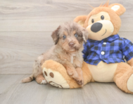 5 week old Mini Labradoodle Puppy For Sale - Premier Pups