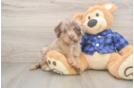 Mini Labradoodle Puppy for Adoption
