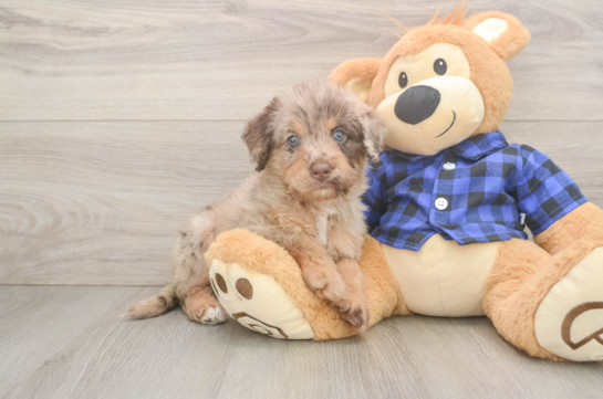 Mini Labradoodle Puppy for Adoption