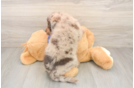 Funny Mini Labradoodle Poodle Mix Pup